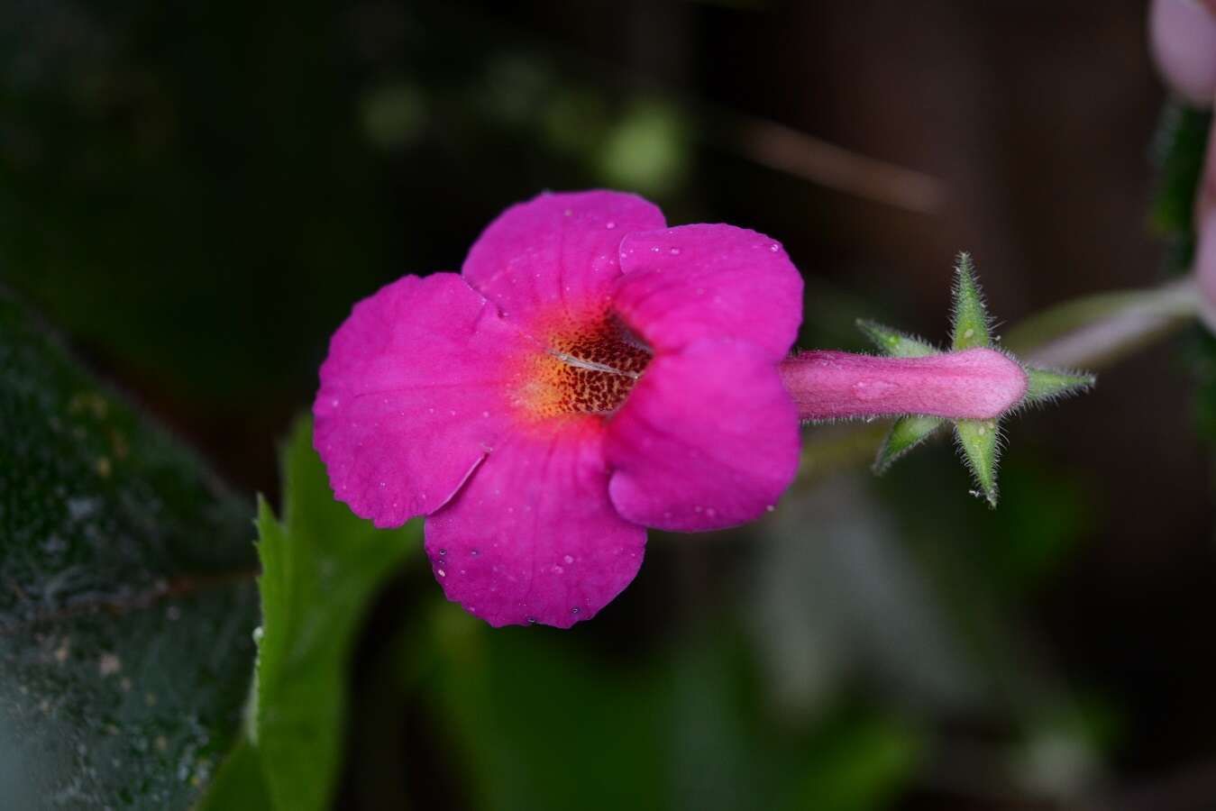 Image of Achimenes skinneri Lindl.