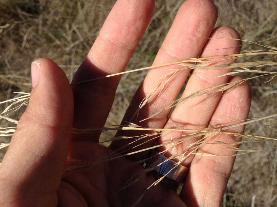 Image of Austrostipa bigeniculata (Hughes) S. W. L. Jacobs & J. Everett