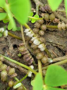 Image of Guayanan Water-Clover