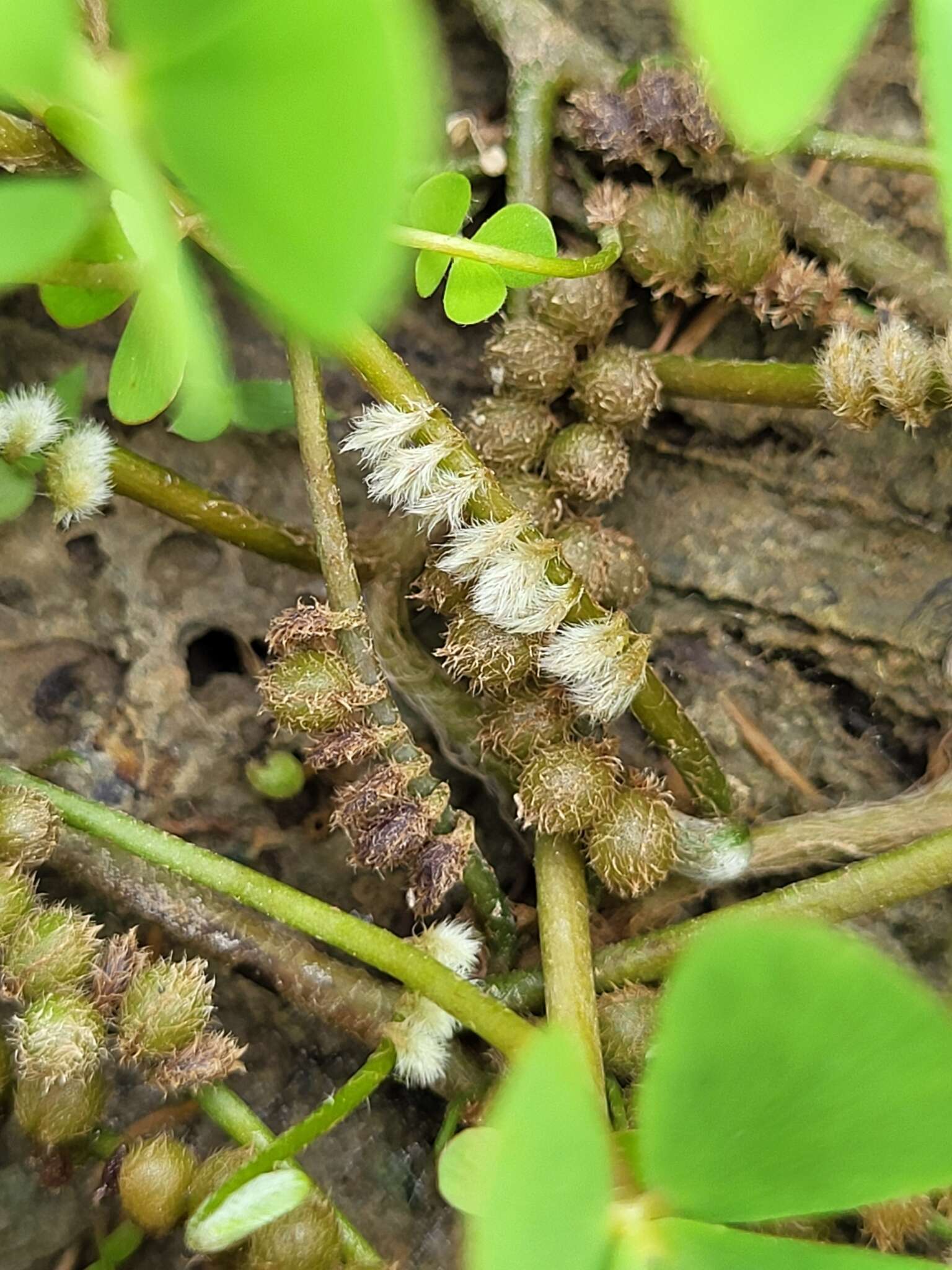 Plancia ëd Marsilea polycarpa Hook. & Grev.