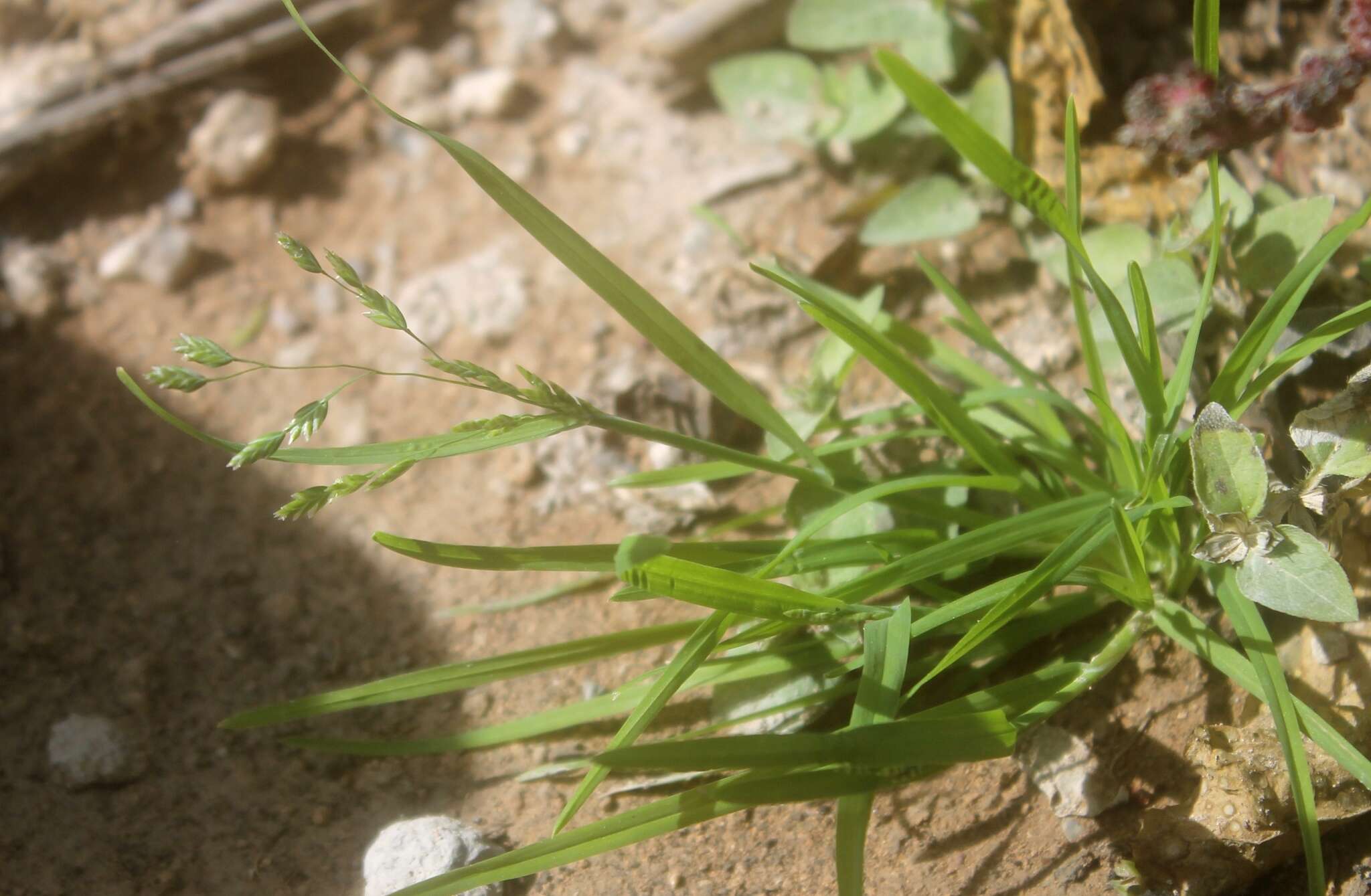 Image of Mexican lovegrass