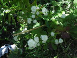 Imagem de Astrantia pontica Albov