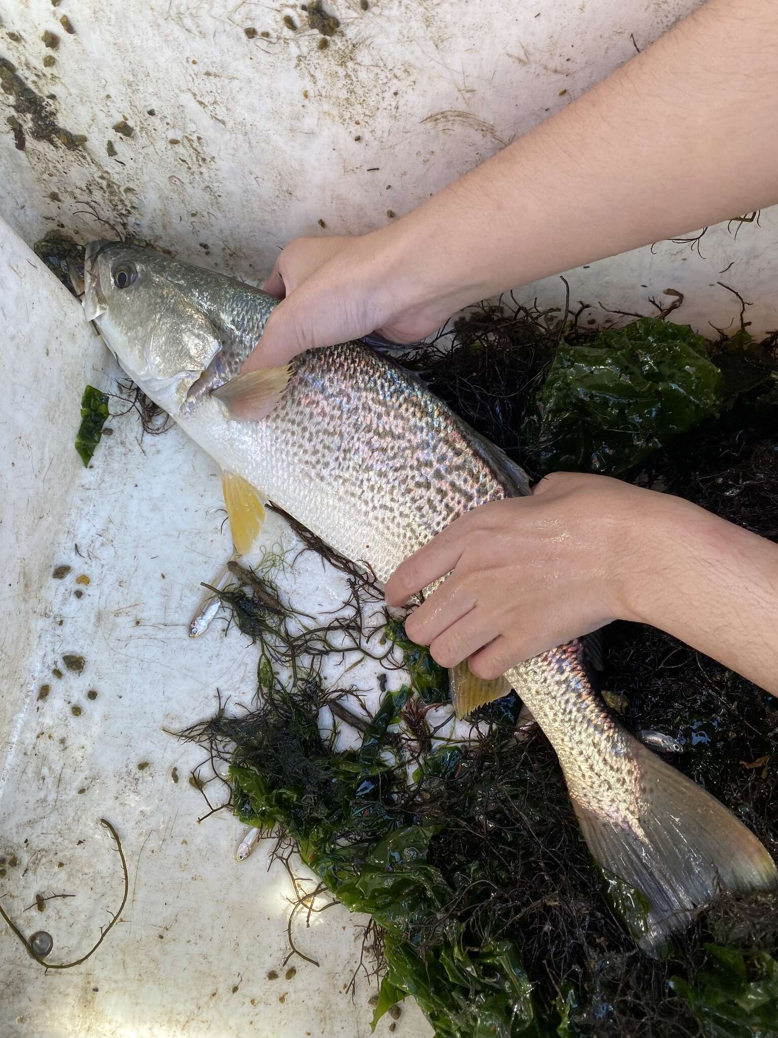 Image of Gray weakfish