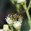 Allograpta neotropica Curran 1936 resmi