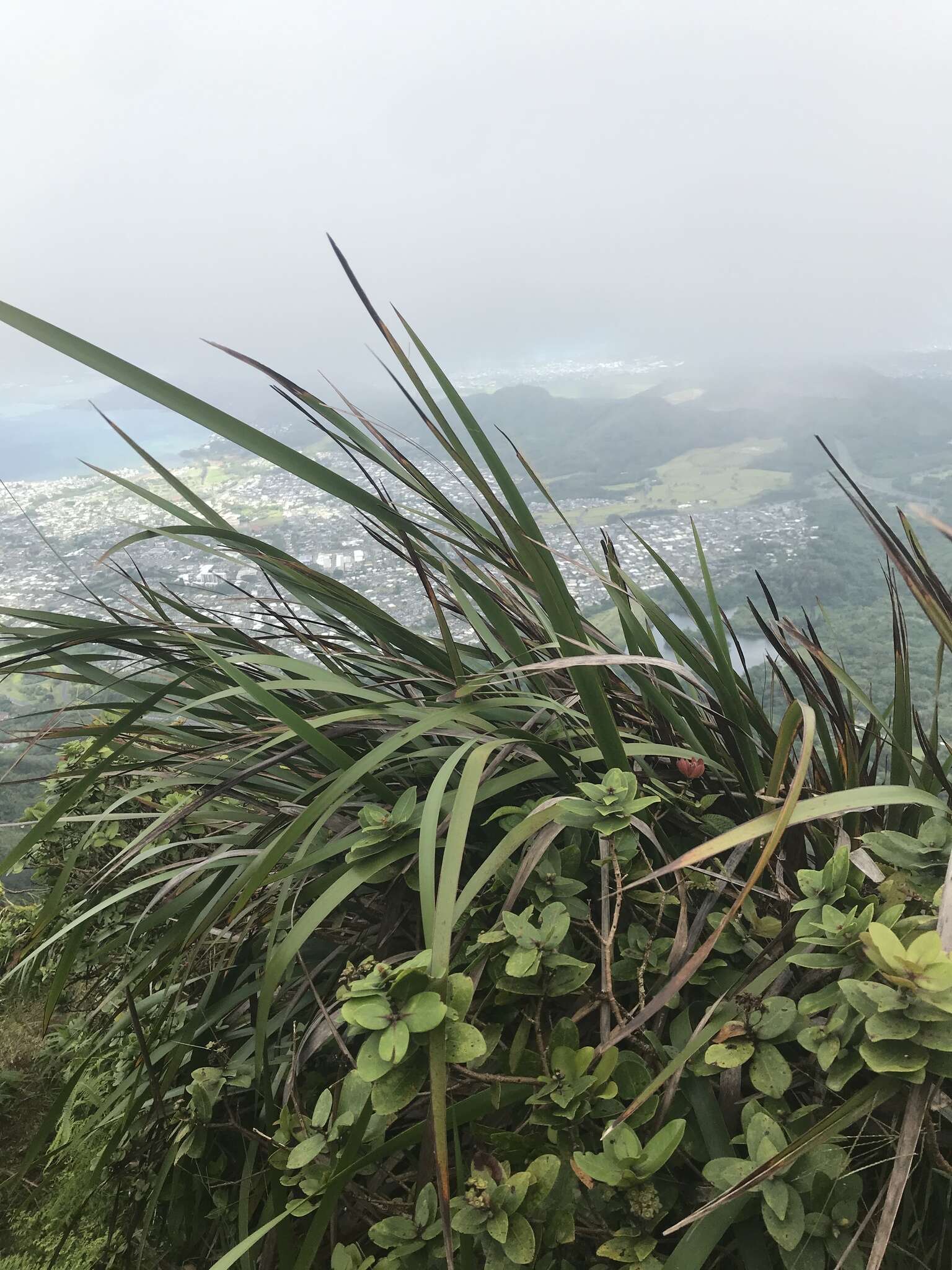 Image of Polynesian Twig-Rush