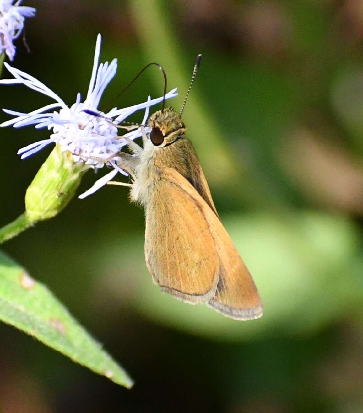 Image of Julia's Skipper