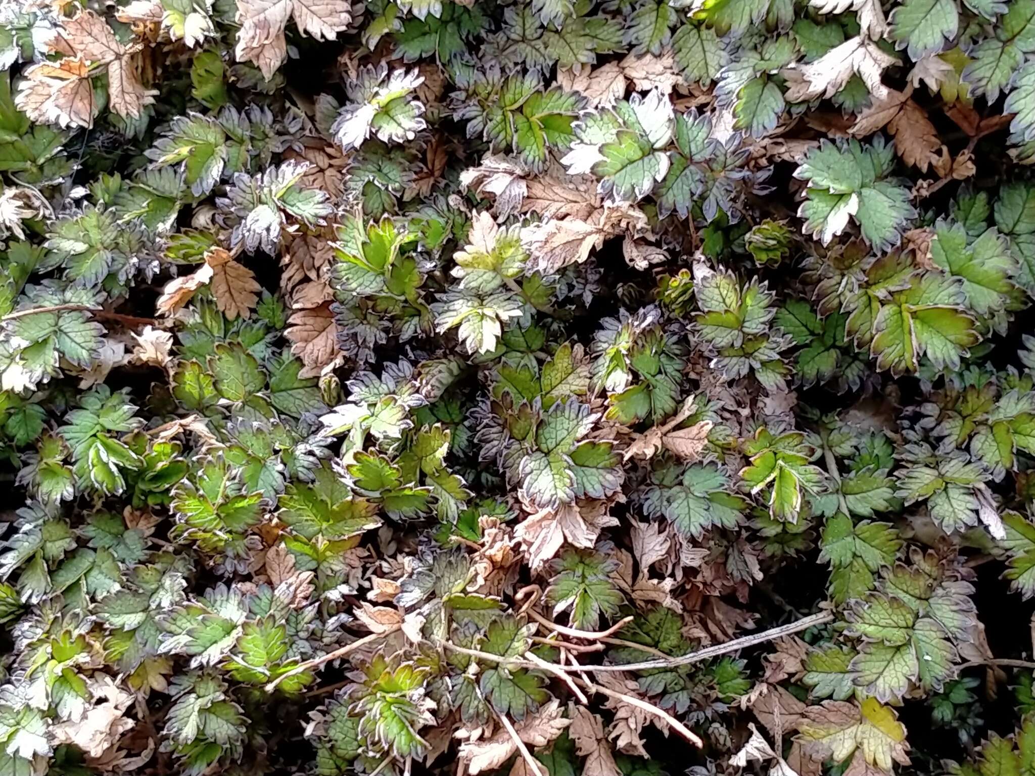 Image of Acaena microphylla subsp. obscurascens Bitter