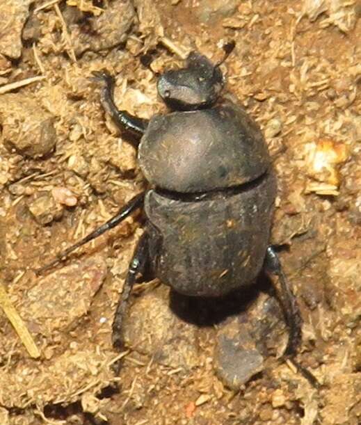 Image of Garreta unicolor (Fahraeus 1857)