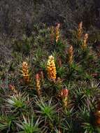 Image of Richea scoparia Hook. fil.