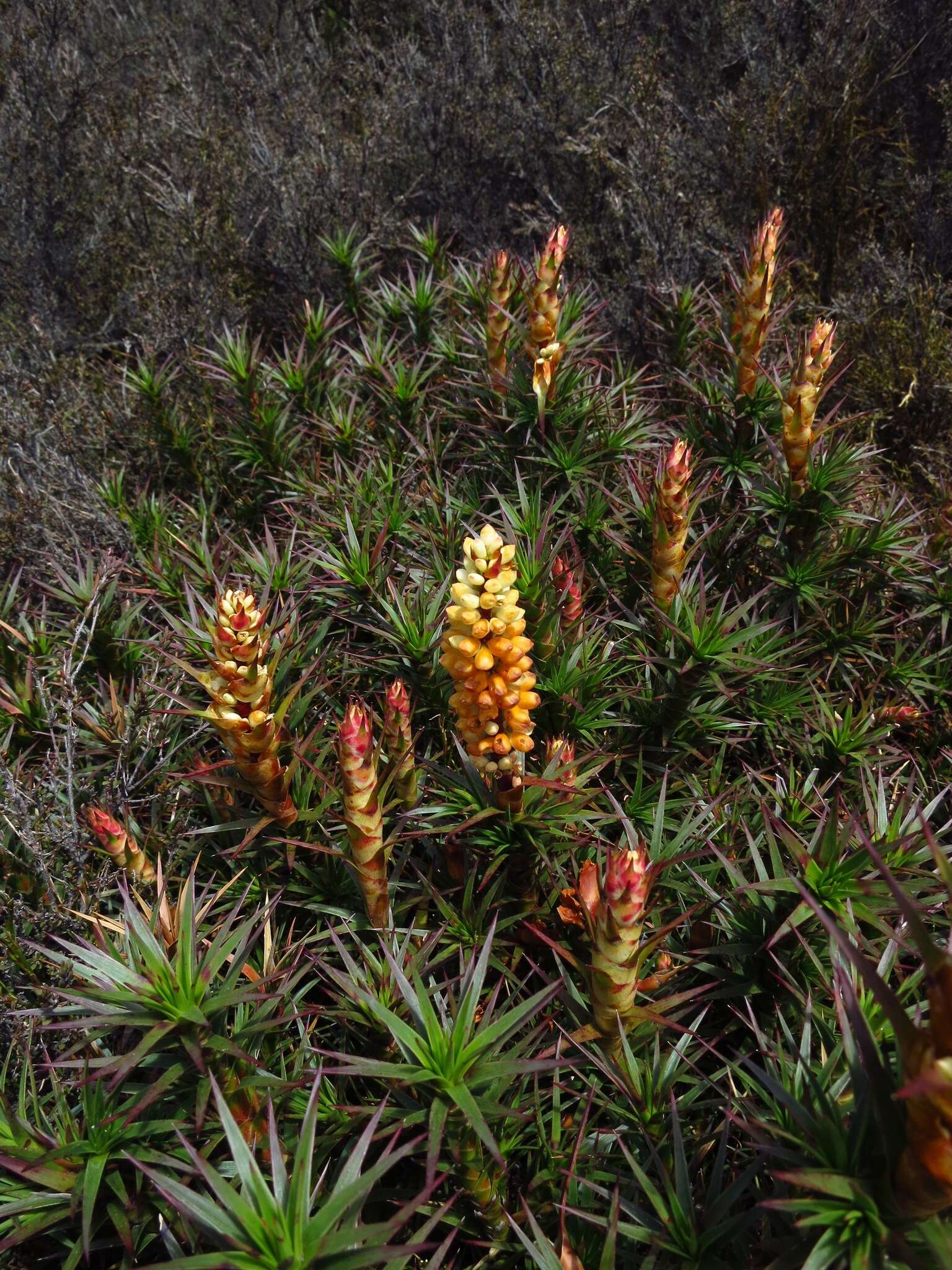 Image of Richea scoparia Hook. fil.