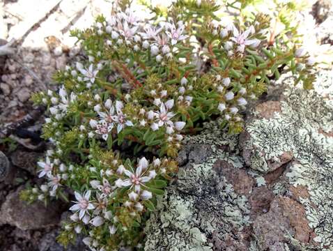 Image of Huachuca Mountain stonecrop