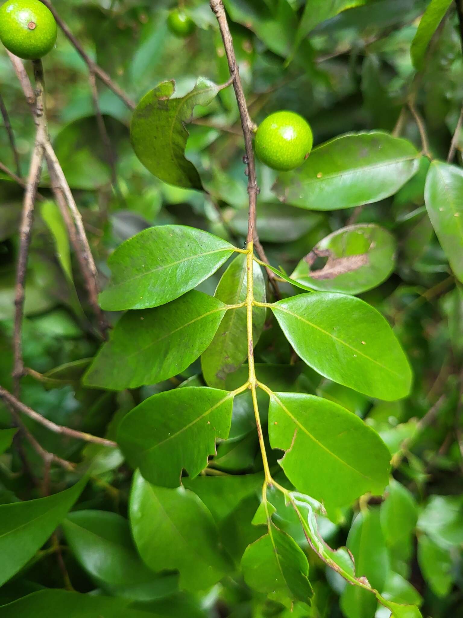 Image of guavaberry