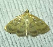 Image of Pale-winged Crocidophora moth