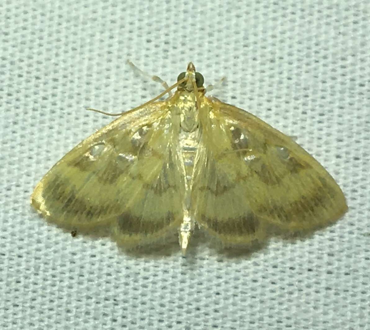 Image of Pale-winged Crocidophora moth