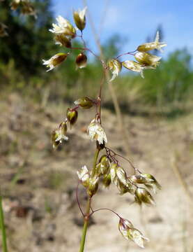 Image of Northern Sweet Vernal Grass