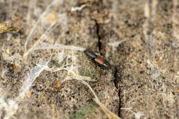 Sivun Hesperobaenus abbreviatus (Motschulsky 1845) kuva