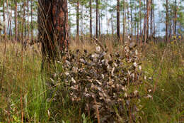 Слика од Baptisia simplicifolia Croom