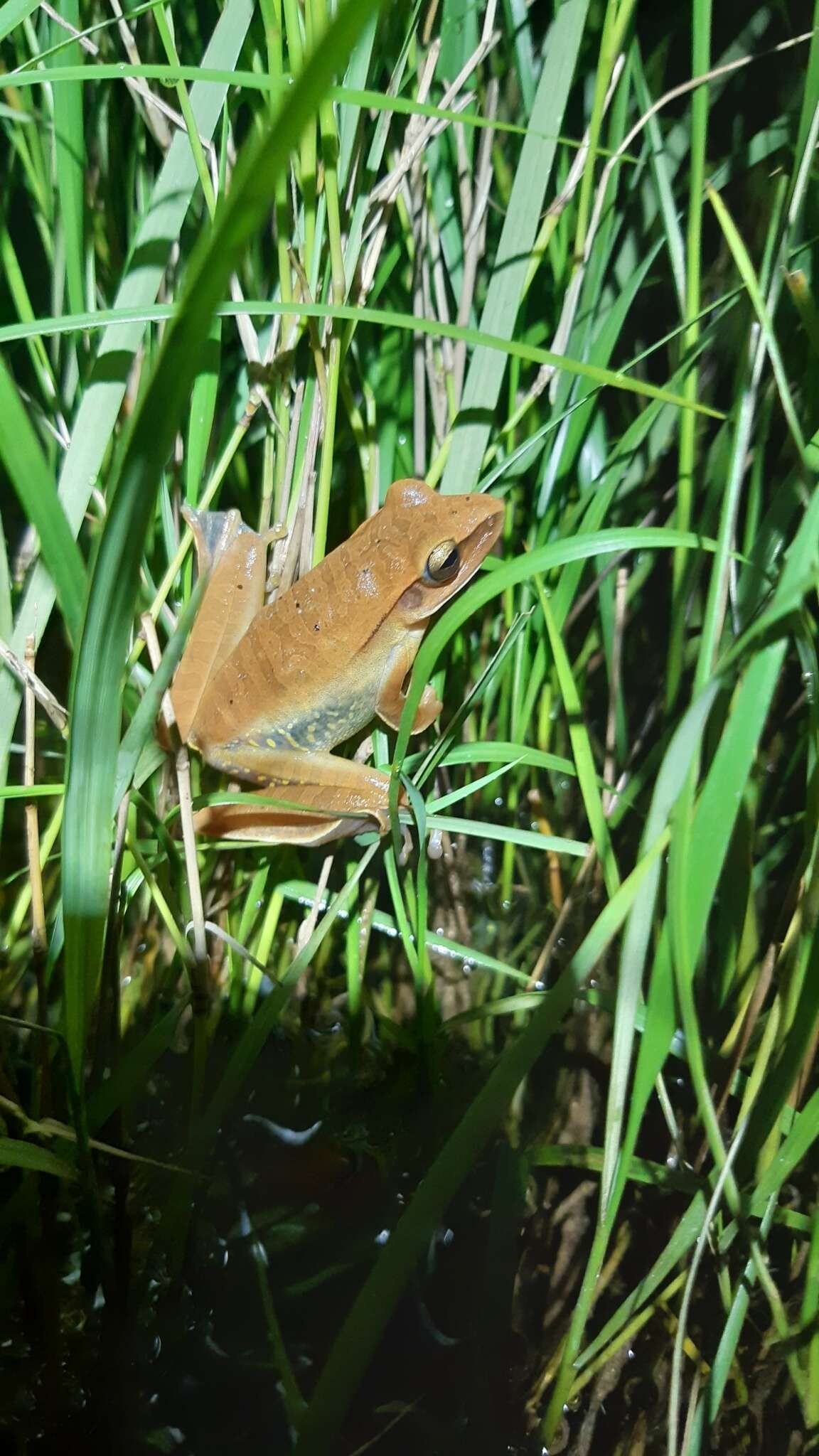 Image of Boana albopunctata (Spix 1824)