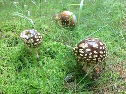 Image of Royal Fly Agaric