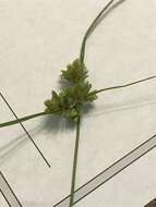 Image of tapertip flatsedge