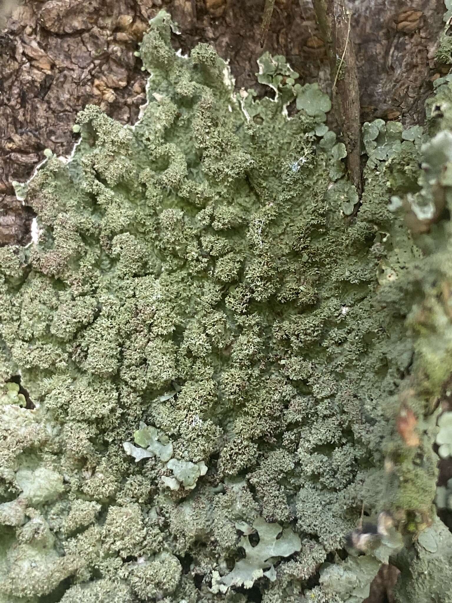 Image of Carolina canoparmelia lichen