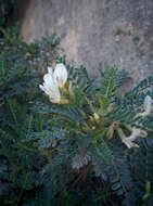 Image of <i>Astragalus terraccianoi</i>
