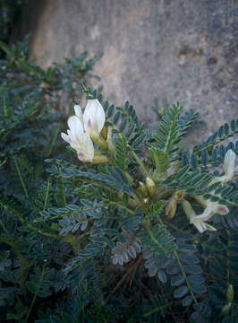 Слика од <i>Astragalus terraccianoi</i>