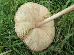 Image of Macrolepiota clelandii Grgur. 1997