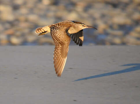 Image of Bristle-thighed Curlew