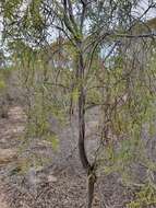 Image of Santalum murrayanum (T. Mitch.) C. Gardner