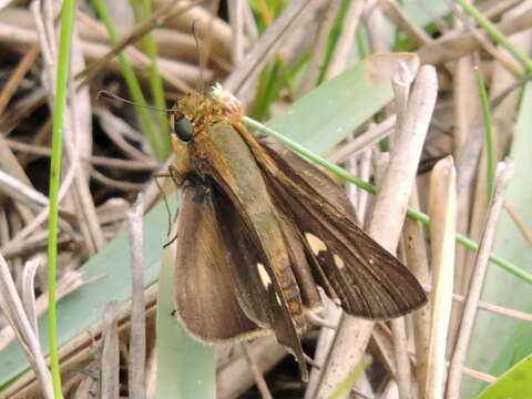 Image of Long-windged Skipper