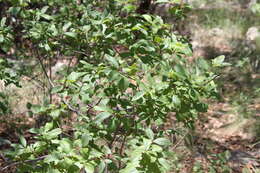 Image of beechleaf frangula