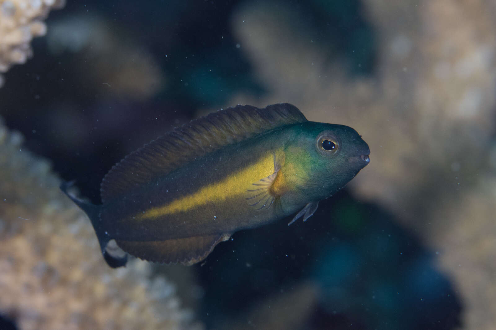 Image of Bundoon blenny