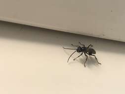 Image of Spider wasp