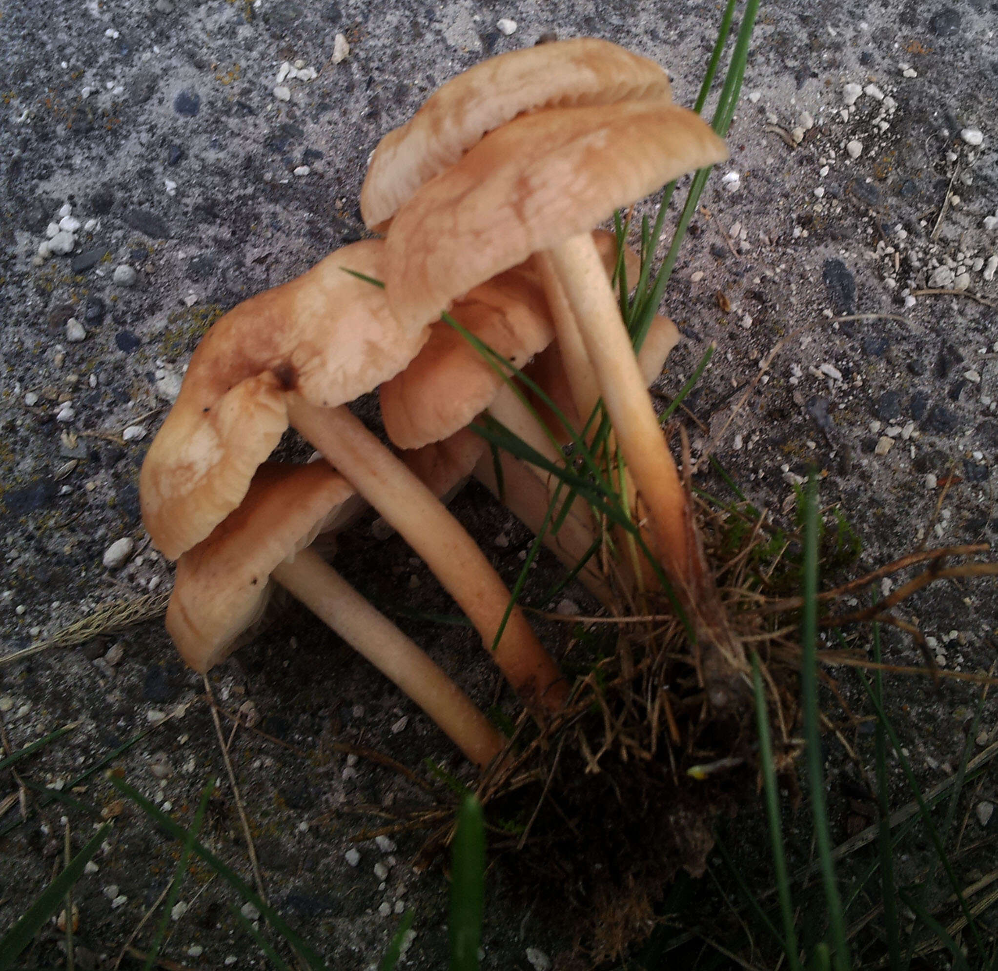 Image of Marasmius oreades (Bolton) Fr. 1836