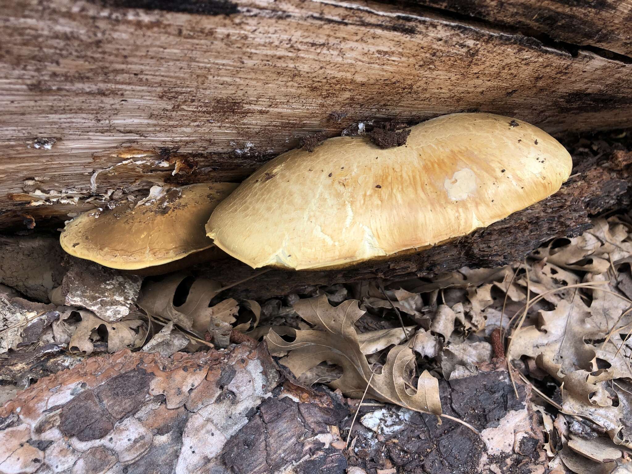 Image of Boletus orovillus Thiers & Kowalski 1967