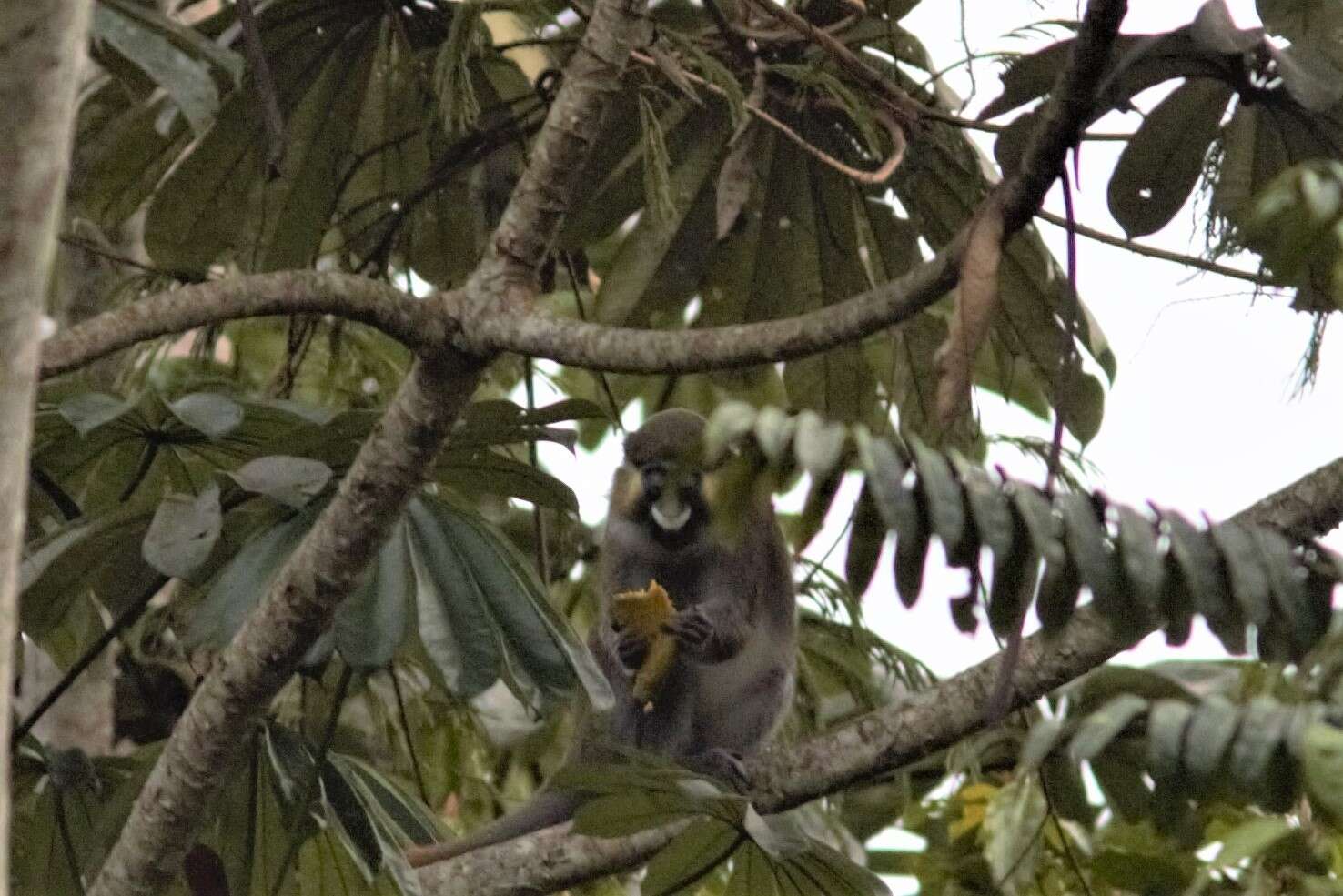 Image of Moustached Guenon