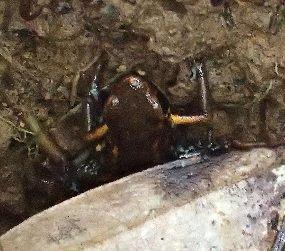 Image of Blue-bellied Poison Frog