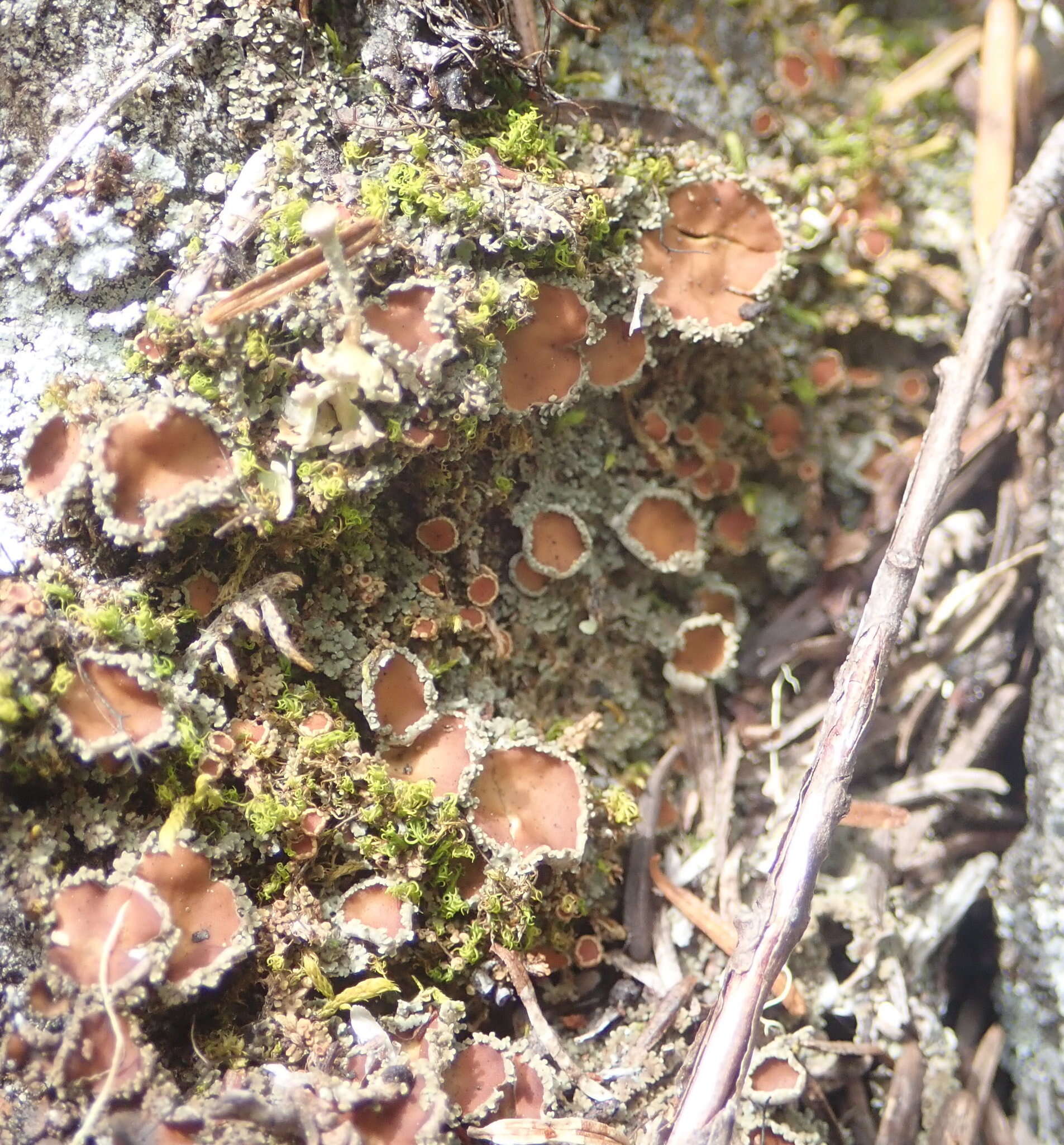 Image of bowl lichen