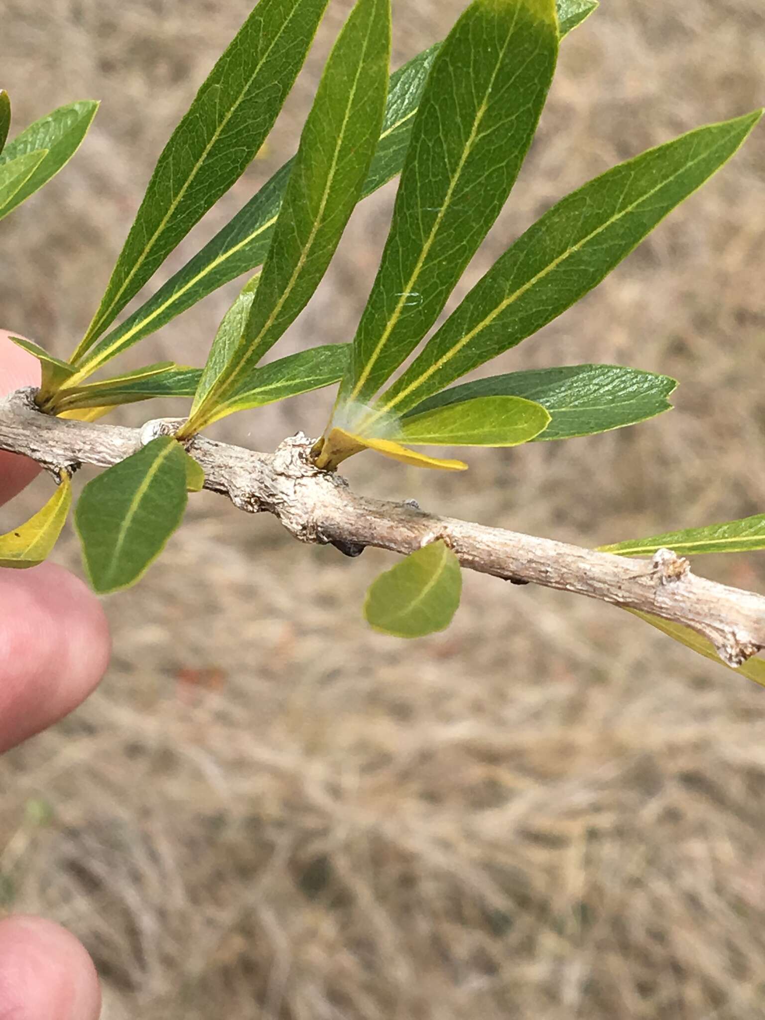 Image de Crescentia linearifolia Miers