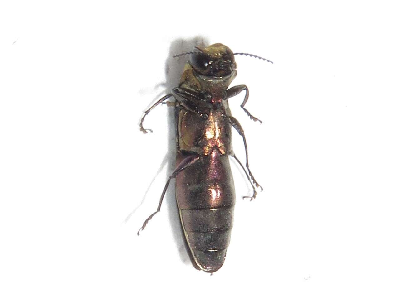 Image of Agrilus vittaticollis (Randall 1838)