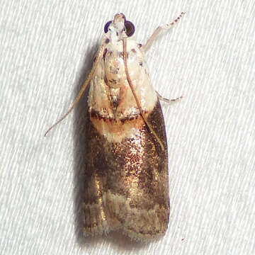 Image of Acrobasis palliolella Ragonot 1887