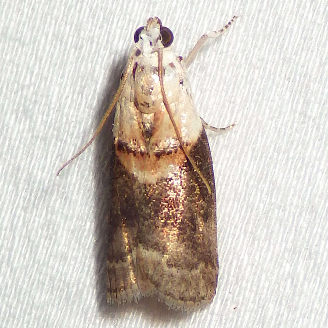 Image of Acrobasis palliolella Ragonot 1887