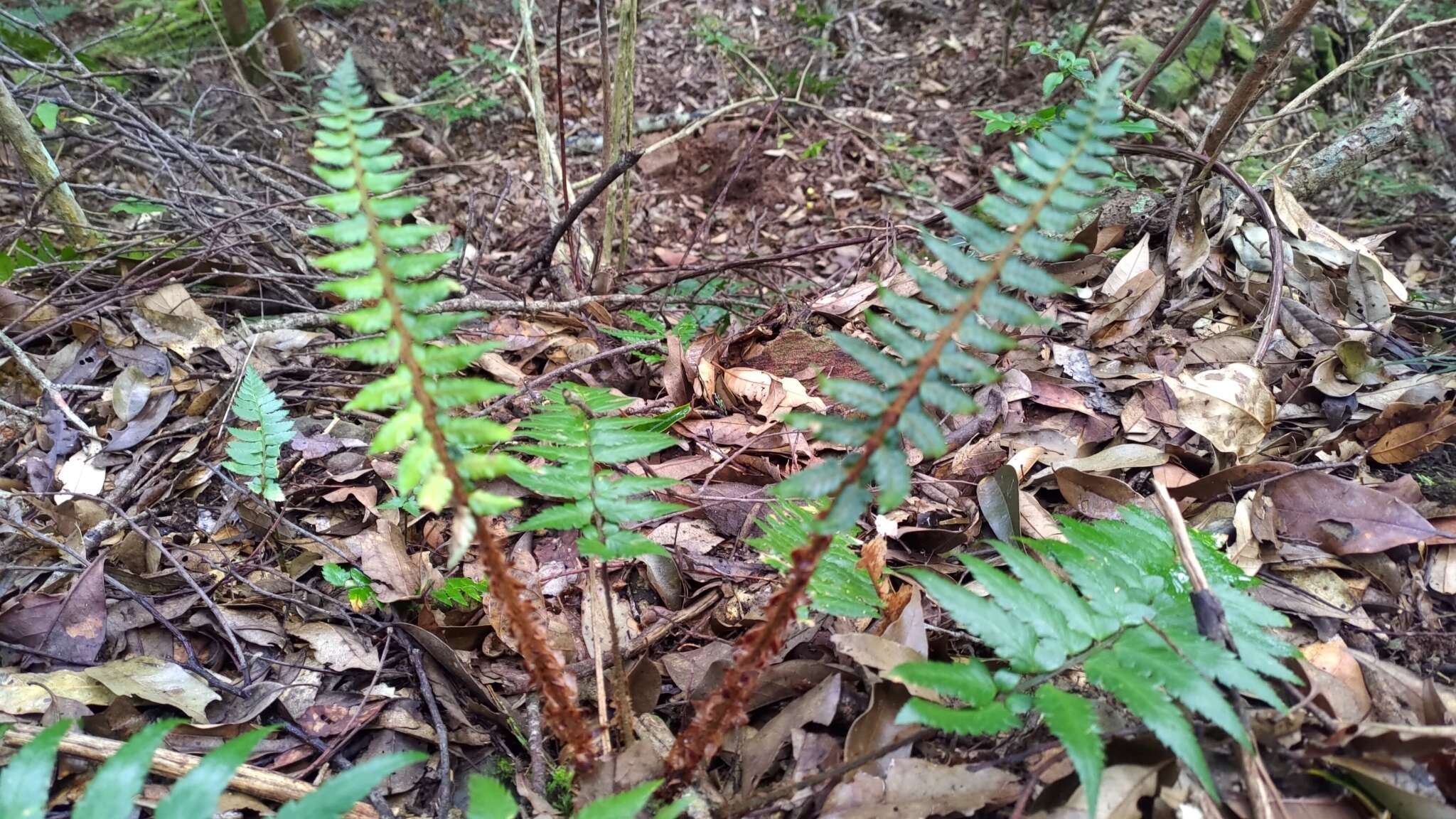 Image de Polystichum prionolepis Hayata