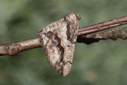 Image of Brassy Waved Umber