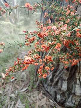 Image de <i>Daviesia ulicifolia</i> subsp. <i>incarnata</i>