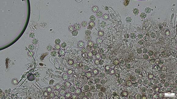 Слика од Heliogaster columellifer (Kobayasi) Orihara & K. Iwase 2010