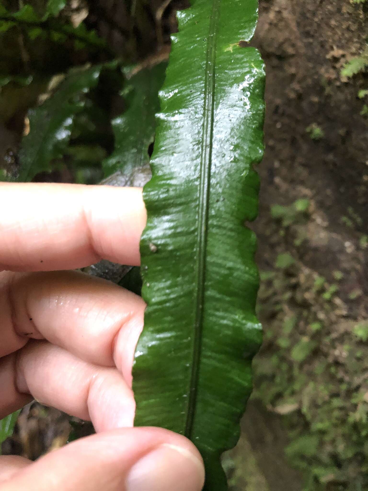 Image de Lomariopsis boninensis Nakai