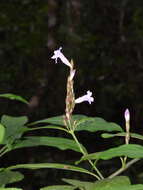 Strobilanthes longespicatus Hayata resmi