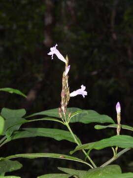 Strobilanthes longespicatus Hayata resmi